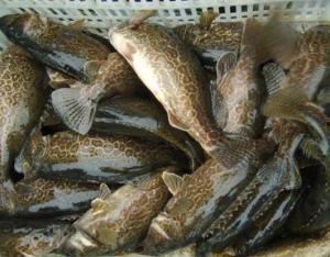 鳜鱼养殖爆料视频播放大全,揭秘热门爆料视频精华汇总